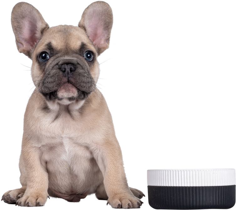 Cute Fawn French Bulldog Puppy Sitting on White Background